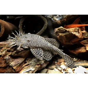 Ancistrus cirrhosus — вид лучепёрых рыб семейства кольчужных сомов, аквариумная рыбка.