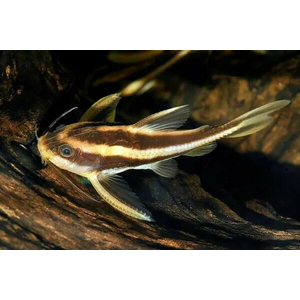 Platydoras armatulus — полосатый платидорас, вид сомов из семейства Броняковых (Doradidae). Также известен как полосатый сом Рафаэля, колючий сом, шоколадный сом, полосатый говорящий сом.