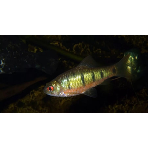 Зелёный барбус (лат. Barbodes semifasciolatus) — субтропическая пресноводная рыба семейства карповых, селекционная форма барбуса суматранского, специально адаптированная к аквариумной жизни.