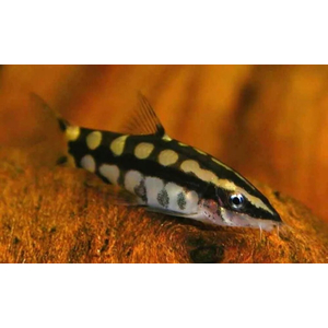 Botia sidthimunki — научное название карликовой боции (также известна как боция-колибри, сетчатая, карликовая или шахматная). Это одна из самых маленьких представителей семейства Вьюновых.