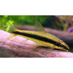 Crossocheilus siamensis (САЕ — от английского Siamese Algae Eater) — сиамский водорослеед, представитель семейства карповых. В аквариумных условиях выступает естественным «санитаром», активно поедая нитчатые водоросли и мягкие зелёные обрастания.