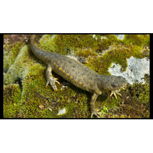 Иглистый тритон (ребристый тритон) (Pleurodeles waltl) — вид животных из рода ребристых тритонов отряда хвостатых земноводных. Отличительная особенность — заострённые концы рёбер, которые выступают по бокам в случае опасности. На концах рёбер находится ядовитое вещество, вызывающее раздражение и жжение в пасти хищника и заставляющее его бросить добычу.