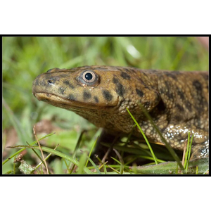 Иглистый тритон (ребристый тритон) (Pleurodeles waltl) — вид животных из рода ребристых тритонов отряда хвостатых земноводных. Отличительная особенность — заострённые концы рёбер, которые выступают по бокам в случае опасности. На концах рёбер находится ядовитое вещество, вызывающее раздражение и жжение в пасти хищника и заставляющее его бросить добычу.