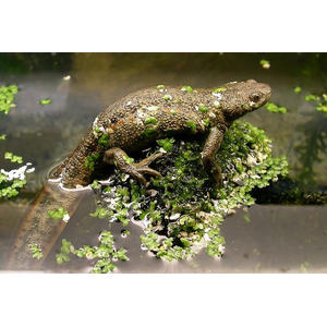 Иглистый тритон (ребристый тритон) (Pleurodeles waltl) — вид животных из рода ребристых тритонов отряда хвостатых земноводных. Отличительная особенность — заострённые концы рёбер, которые выступают по бокам в случае опасности. На концах рёбер находится ядовитое вещество, вызывающее раздражение и жжение в пасти хищника и заставляющее его бросить добычу.