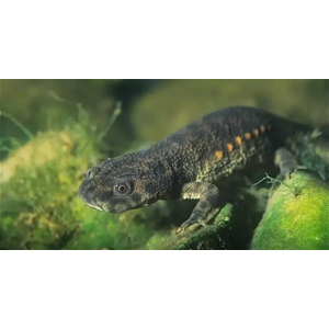 Иглистый тритон (ребристый тритон) (Pleurodeles waltl) — вид животных из рода ребристых тритонов отряда хвостатых земноводных. Отличительная особенность — заострённые концы рёбер, которые выступают по бокам в случае опасности. На концах рёбер находится ядовитое вещество, вызывающее раздражение и жжение в пасти хищника и заставляющее его бросить добычу.