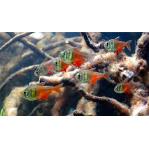 Hyphessobrycon flammeus — научное наименование огненной (красной) тетры — пресноводной лучепёрой рыбы из семейства Харациновые. Также встречается под другими названиями — огненная тетра, пламенная тетра.