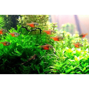 Hyphessobrycon flammeus — научное наименование огненной (красной) тетры — пресноводной лучепёрой рыбы из семейства Харациновые. Также встречается под другими названиями — огненная тетра, пламенная тетра.