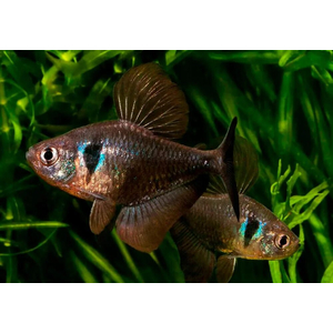 Тетра-фантом (чёрный орнатус, научное наименование — Hyphessobrycon megalopterus) — вид тропических пресноводных лучепёрых рыб из семейства харациновых.