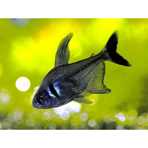 Тетра-фантом (чёрный орнатус, научное наименование — Hyphessobrycon megalopterus) — вид тропических пресноводных лучепёрых рыб из семейства харациновых.