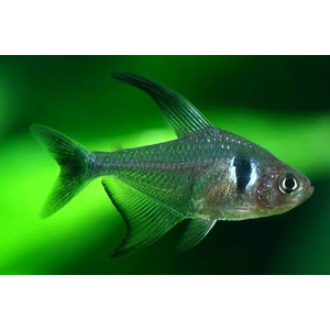 Тетра-фантом (чёрный орнатус, научное наименование — Hyphessobrycon megalopterus) — вид тропических пресноводных лучепёрых рыб из семейства харациновых.