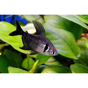 Тетра-фантом (чёрный орнатус, научное наименование — Hyphessobrycon megalopterus) — вид тропических пресноводных лучепёрых рыб из семейства харациновых.