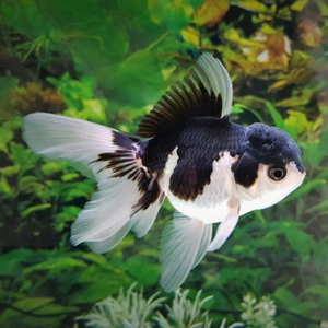 «Оранда панда» (Goldfish Oranda Panda) — разновидность золотой рыбки (Carassius auratus) из семейства Карповых. Название дано из-за расцветки, схожей с внешним видом панды.