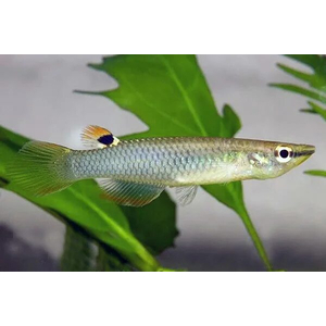 Панхакс (научное наименование — Aplocheilus panchax) — аквариумная рыбка, также известная как азиатская щучка или индийская щучка. Принадлежит семейству Aplocheilidae.