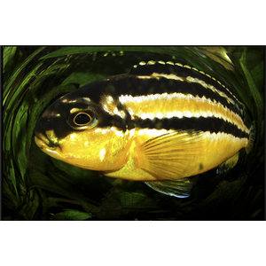 Меланохромис ауратус (золотой попугай) — пресноводная рыба семейства цихлид, относится к группе цихлид Мбуна.