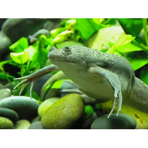 Xenopus laevis — вид южноафриканской водной лягушки рода шпорцевые лягушки. Также известна как гладкая шпорцевая лягушка или (по-местному) платанна.