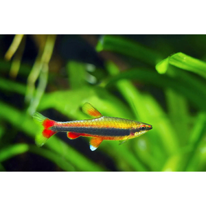 Нанностомус Бекфорда красный (Nannostomus beckfordi red) — стайная активная аквариумная рыбка из семейства Lebiasinidae (Лебиасиновые). Названа в честь британского натуралиста Бекфорда, который поймал первых представителей и предоставил их для изучения в Британский музей.