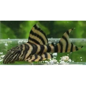 L002 (тигровая пеколтия, L074) — вид аквариумных сомов из семейства кольчужных сомов.