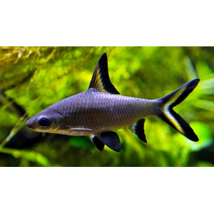 Balantiocheilus melanopterus — научное название акульего балу (акулий бала, барбус акулий, акула серебряная, акула трёхцветная) — рыбы из семейства карповых. Название указывает на внешнее сходство с акулой, но от неё унаследован лишь облик.