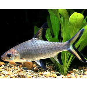 Balantiocheilus melanopterus — научное название акульего балу (акулий бала, барбус акулий, акула серебряная, акула трёхцветная) — рыбы из семейства карповых. Название указывает на внешнее сходство с акулой, но от неё унаследован лишь облик.