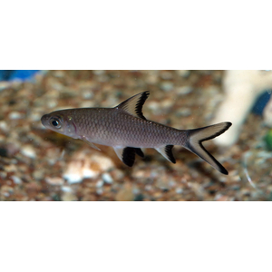 Balantiocheilus melanopterus — научное название акульего балу (акулий бала, барбус акулий, акула серебряная, акула трёхцветная) — рыбы из семейства карповых. Название указывает на внешнее сходство с акулой, но от неё унаследован лишь облик.