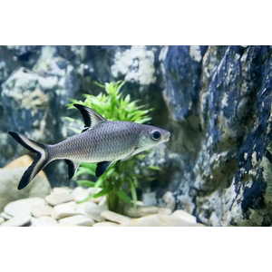 Balantiocheilus melanopterus — научное название акульего балу (акулий бала, барбус акулий, акула серебряная, акула трёхцветная) — рыбы из семейства карповых. Название указывает на внешнее сходство с акулой, но от неё унаследован лишь облик.