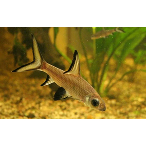 Balantiocheilus melanopterus — научное название акульего балу (акулий бала, барбус акулий, акула серебряная, акула трёхцветная) — рыбы из семейства карповых. Название указывает на внешнее сходство с акулой, но от неё унаследован лишь облик.