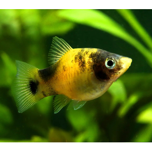 Bumblebee Platy или Пецилия Пчёлка (Xiphophorus maculatus) — селекционная форма рыбы-пецилии, известная жёлто-чёрной окраской тела, напоминающей окраску пчёлы. Это результат селекционного разведения, в природе не встречается.