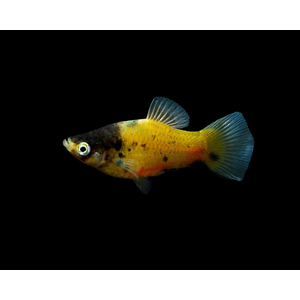 Bumblebee Platy или Пецилия Пчёлка (Xiphophorus maculatus) — селекционная форма рыбы-пецилии, известная жёлто-чёрной окраской тела, напоминающей окраску пчёлы. Это результат селекционного разведения, в природе не встречается.