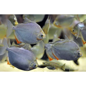 Metynnis argenteus — пресноводная лучеперая рыба из семейства Харациновые. Нередко называется «серебряным долларом» или «рыбкой долларом».