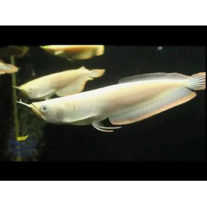 Osteoglossum bicirrhosum albino — название американской арованы-альбиноса (Osteoglossum bicirrhosum albino) — аквариумной рыбы. Это тропическая пресноводная рыба из семейства аравановых отряда араванообразных.