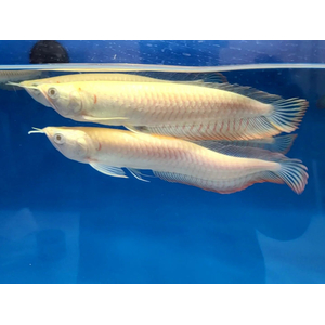 Osteoglossum bicirrhosum albino — название американской арованы-альбиноса (Osteoglossum bicirrhosum albino) — аквариумной рыбы. Это тропическая пресноводная рыба из семейства аравановых отряда араванообразных.