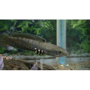 Змееголов пульхера (научное наименование — Channa pulchra) — пресноводная лучепёрая рыба из семейства Змееголовые. Впервые описана как новый вид в 2007 году исследователем Р. Бритцем. С 2010-х годов стала популярна среди аквариумистов.