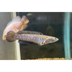 Змееголов пульхера (научное наименование — Channa pulchra) — пресноводная лучепёрая рыба из семейства Змееголовые. Впервые описана как новый вид в 2007 году исследователем Р. Бритцем. С 2010-х годов стала популярна среди аквариумистов.