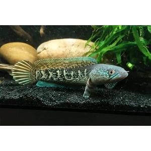 Змееголов пульхера (научное наименование — Channa pulchra) — пресноводная лучепёрая рыба из семейства Змееголовые. Впервые описана как новый вид в 2007 году исследователем Р. Бритцем. С 2010-х годов стала популярна среди аквариумистов.