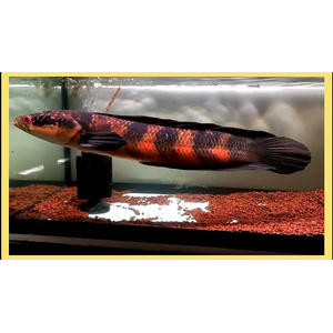 Змееголов императорский (Channa marulioides) — пресноводная лучепёрая рыба из семейства Змееголовые. Название получила из-за того, что голова визуально напоминает змеиную.