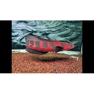 Змееголов императорский (Channa marulioides) — пресноводная лучепёрая рыба из семейства Змееголовые. Название получила из-за того, что голова визуально напоминает змеиную.