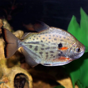 Metynnis maculatus — научное наименование метинниса пятнистого — аквариумной рыбки из семейства Serrasalmidae. Внешне похожа на пиранью, но обладает более спокойным нравом.