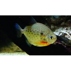 Metynnis maculatus — научное наименование метинниса пятнистого — аквариумной рыбки из семейства Serrasalmidae. Внешне похожа на пиранью, но обладает более спокойным нравом.Metynnis maculatus — научное наименование метинниса пятнистого — аквариумной рыбки из семейства Serrasalmidae. Внешне похожа на пиранью, но обладает более спокойным нравом.