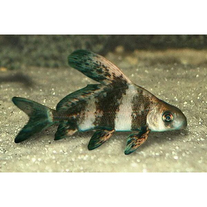 Myxocyprinus asiaticus — латинское название чукучана-парусника (китайского чукучана, миксоципринуса азиатикуса). Это пресноводная лучеперая рыба из семейства Чукучановые. В народе чукучана называют по-разному: миксоциприн, рыба-фрегат или просто парусник.