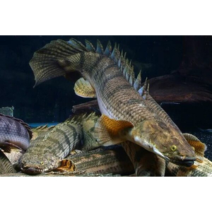 Polypterus endlicheri — пресноводная лучепёрая рыба из семейства Многоперовые. Второе название — тигровый полиптерус — за характерные тёмные полосы поперёк тела.