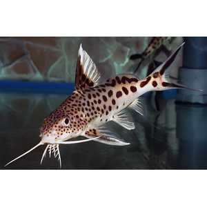 Synodontis multipunctatus — пресноводная рыбка из семейства Перистоусых сомов, известная как синодонтис многопятнистый или сом-кукушка.