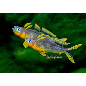 Pseudomugil furcatus — вид рыбки, известный как попондетта фурката (вильчатохвостая синеглазка). Это небольшая стайная рыбка из семейства Псевдомугиловые.