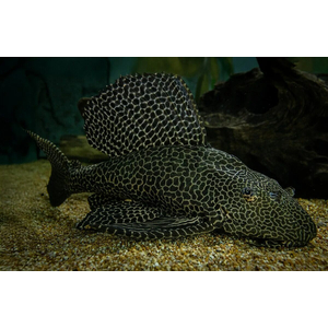 Hypostomus plecostomus — вид лучепёрых рыб из семейства кольчужных сомов, обыкновенный сомик-нижнерот. Первое научное описание было сделано Карлом Линнеем в 1758 году.