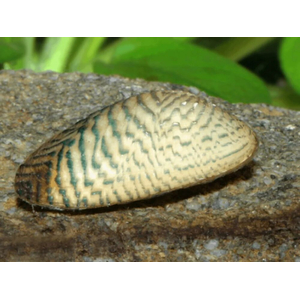 Scaby scripata — латинское название расписной двустворки (мидии узорчатой) — двустворчатого моллюска, который содержится в аквариумах.