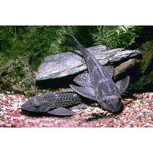 Hypostomus plecostomus — вид лучепёрых рыб из семейства кольчужных сомов, обыкновенный сомик-нижнерот. Первое научное описание было сделано Карлом Линнеем в 1758 году.