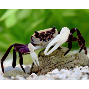 Lepidothelphusa padawan Borneo Panda Crab — редкий вид карликовых крабов, происходящий с острова Борнео.