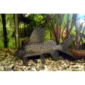 Синодонтис вуалевый (Synodontis eupterus) — пресноводная лучеперая рыбка из семейства Перистоусые сомы. Родиной вида являются реки Центральной Африки.