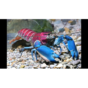 Cherax pulcher (фиолетовый рак-громовержец) — чрезвычайно редкий вид пресноводных раков. Название происходит от латинского «pulcher», что означает «красивый».