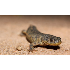 Иглистый тритон (ребристый тритон) (Pleurodeles waltl) — вид животных из рода ребристых тритонов отряда хвостатых земноводных. Отличительная особенность — заострённые концы рёбер, которые выступают по бокам в случае опасности. На концах рёбер находится ядовитое вещество, вызывающее раздражение и жжение в пасти хищника и заставляющее его бросить добычу.