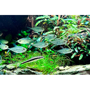 Тетра коста (Moenkhausia costae) — пресноводная лучепёрая рыбка из семейства Харациновые.